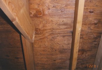 Black mold, a health hazard, already developing on the north side
